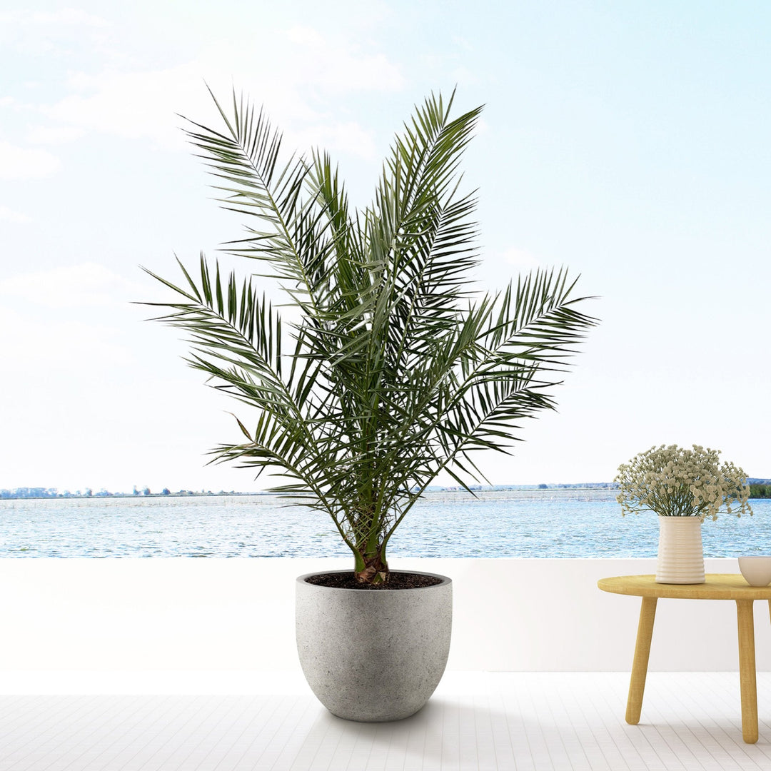 Phoenix Canariensis - 180cm - Palmier dattier - Acheter une plante d'intérieur