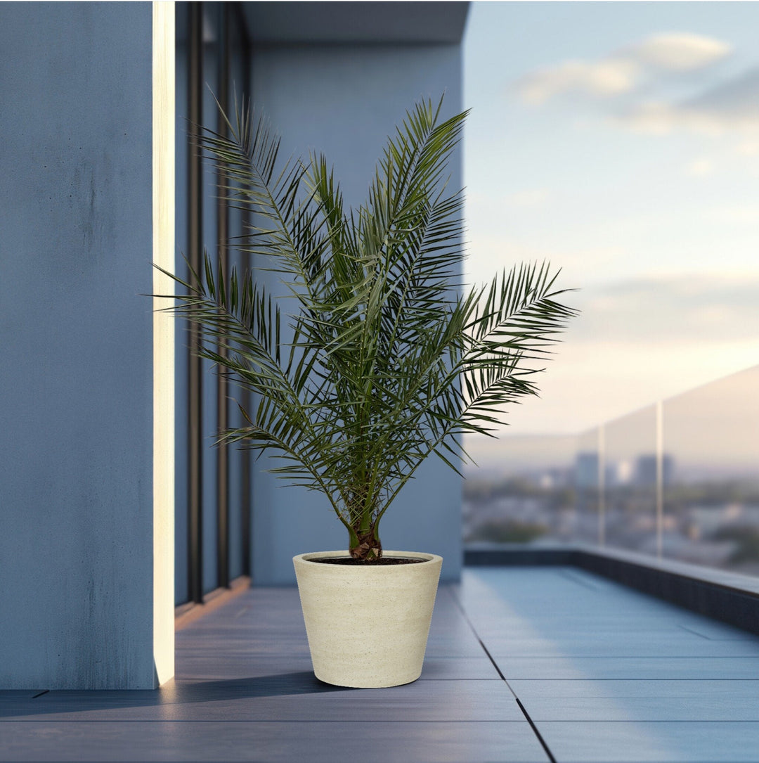 Phoenix Canariensis - 180cm - Palmier dattier - Acheter une plante d'intérieur
