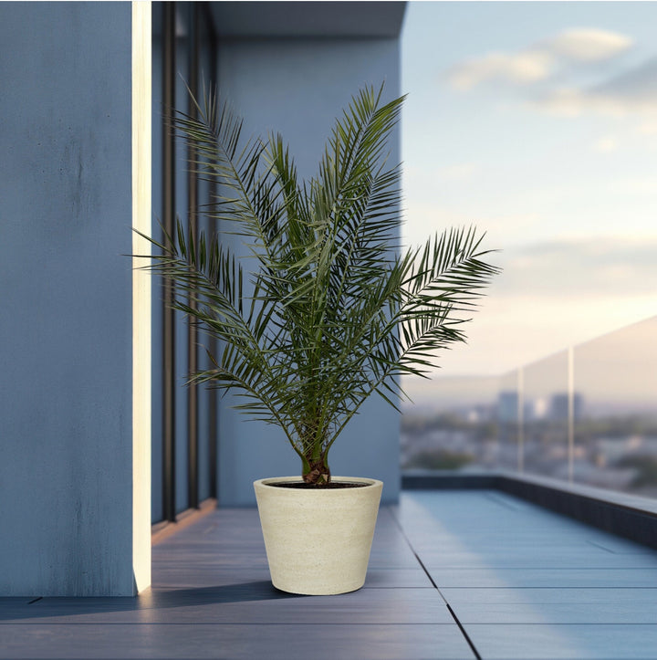 Phoenix Canariensis - 180cm - Palmier dattier - Acheter une plante d'intérieur