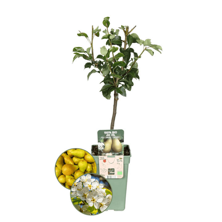 Biologische Perenboom Pyrus - 60 cm - Kamerplant Kopen