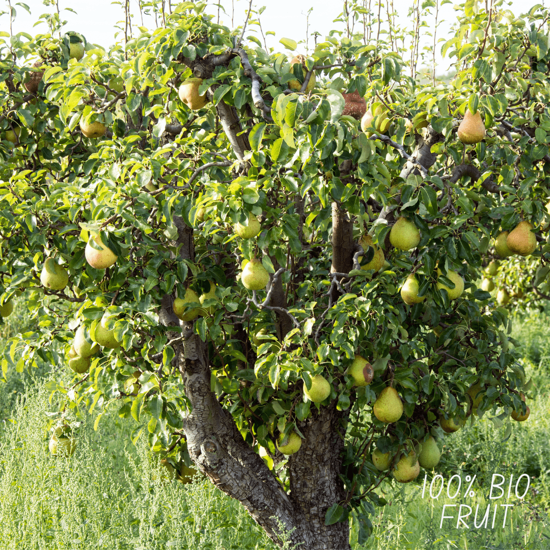 Biologische Perenboom Pyrus - 60 cm - Kamerplant Kopen