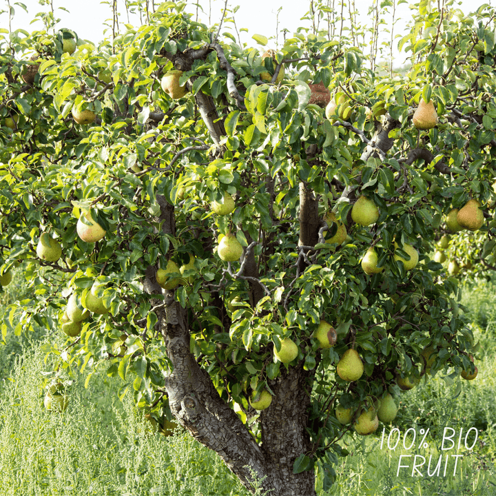 Biologische Perenboom Pyrus - 60 cm - Kamerplant Kopen