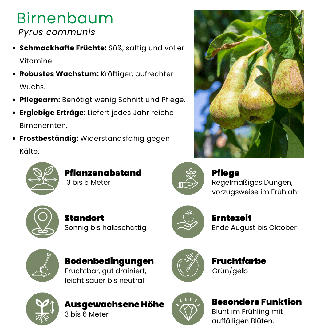 Biologische Perenboom Pyrus - 60 cm - Kamerplant Kopen
