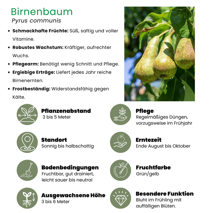 Biologische Perenboom Pyrus - 60 cm - Kamerplant Kopen