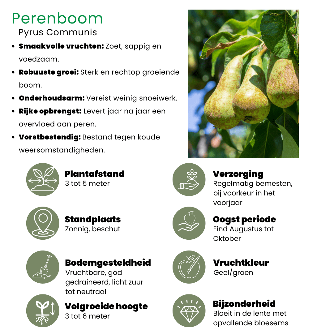 Biologische Perenboom Pyrus - 60 cm - Kamerplant Kopen