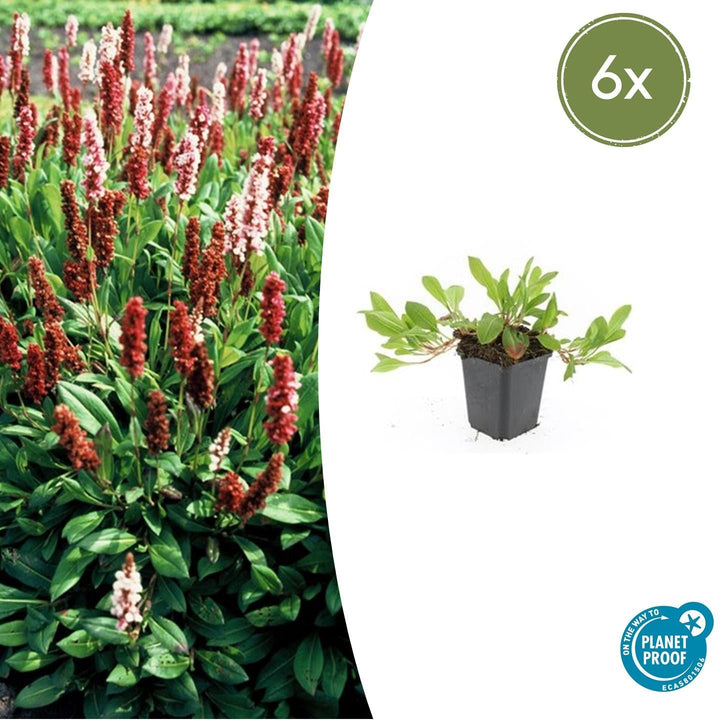 Persicaria aff. 'Darjeeling Red' - 20cm - Acheter une plante d'intérieur