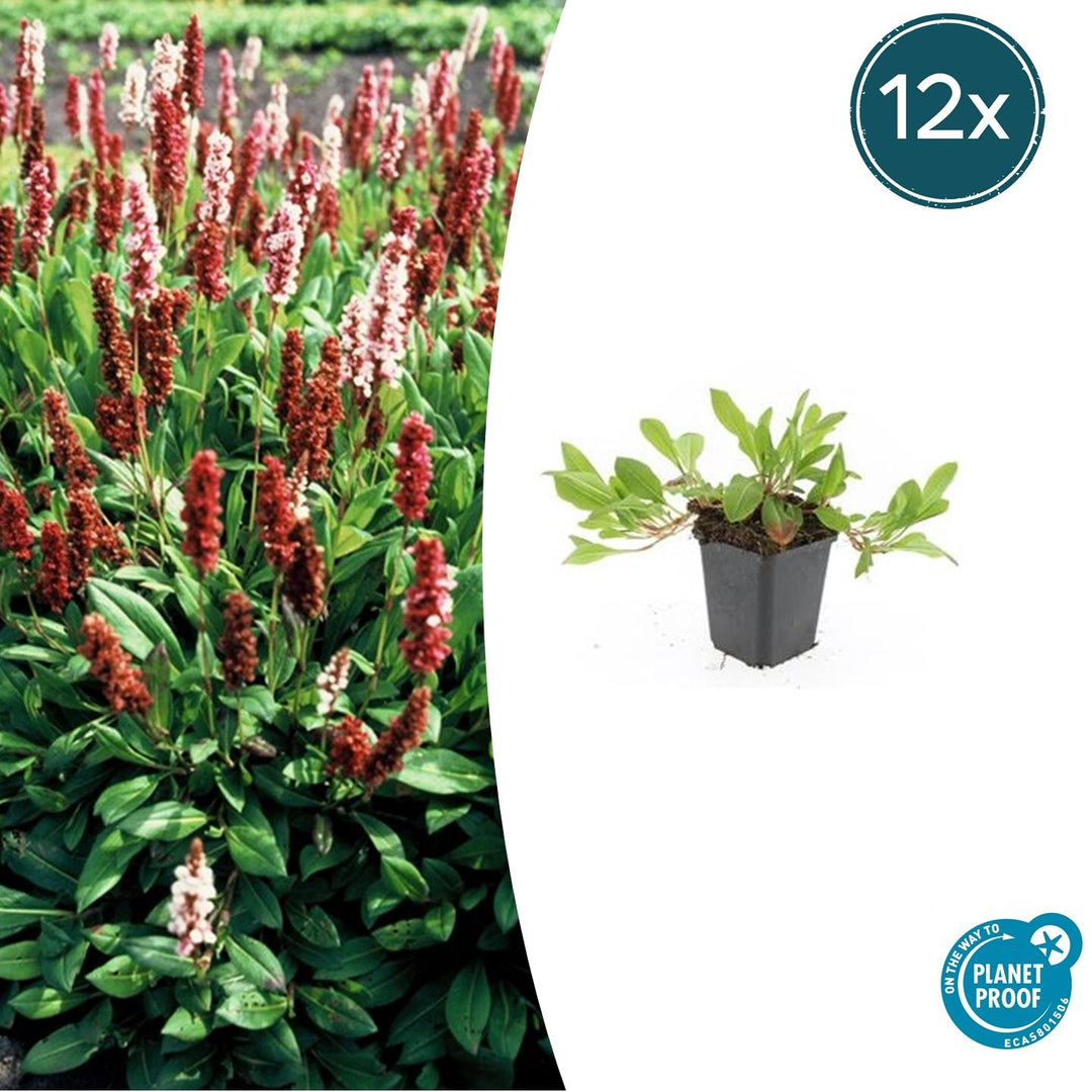 Persicaria aff. 'Darjeeling Red' - 20cm - Acheter une plante d'intérieur