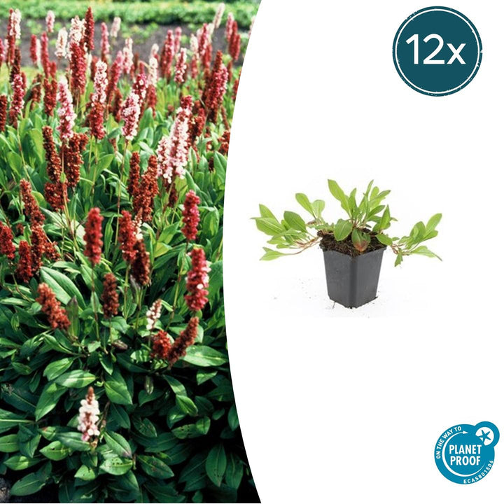 Persicaria aff. 'Darjeeling Red' - 20cm - Acheter une plante d'intérieur