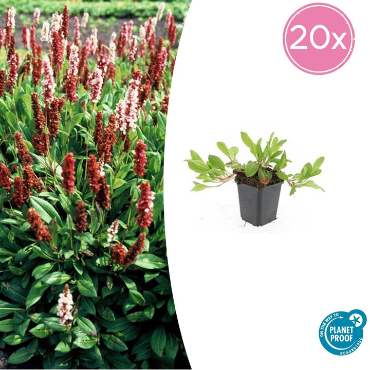 Persicaria aff. 'Darjeeling Red' - 20cm - Acheter une plante d'intérieur
