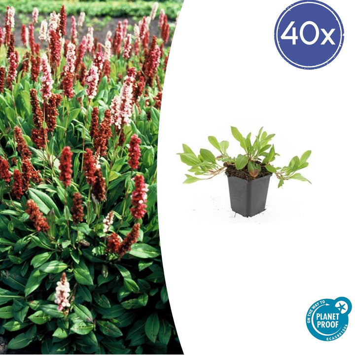 Persicaria aff. 'Darjeeling Red' - 20cm - Acheter une plante d'intérieur