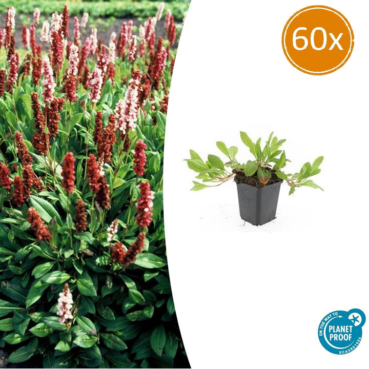 Persicaria aff. 'Darjeeling Red' - 20cm - Acheter une plante d'intérieur