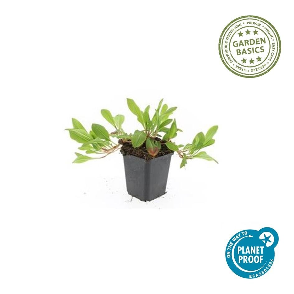Persicaria aff. 'Darjeeling Red' - 20cm - Acheter une plante d'intérieur