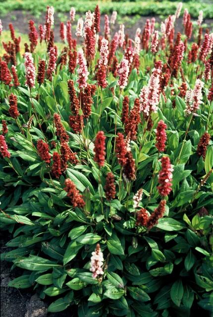 Persicaria aff. 'Darjeeling Red' - 20cm - Acheter une plante d'intérieur