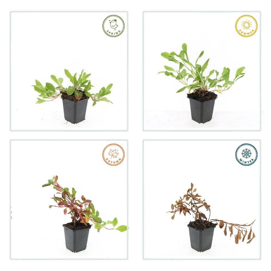 Persicaria aff. 'Darjeeling Red' - 20cm - Acheter une plante d'intérieur