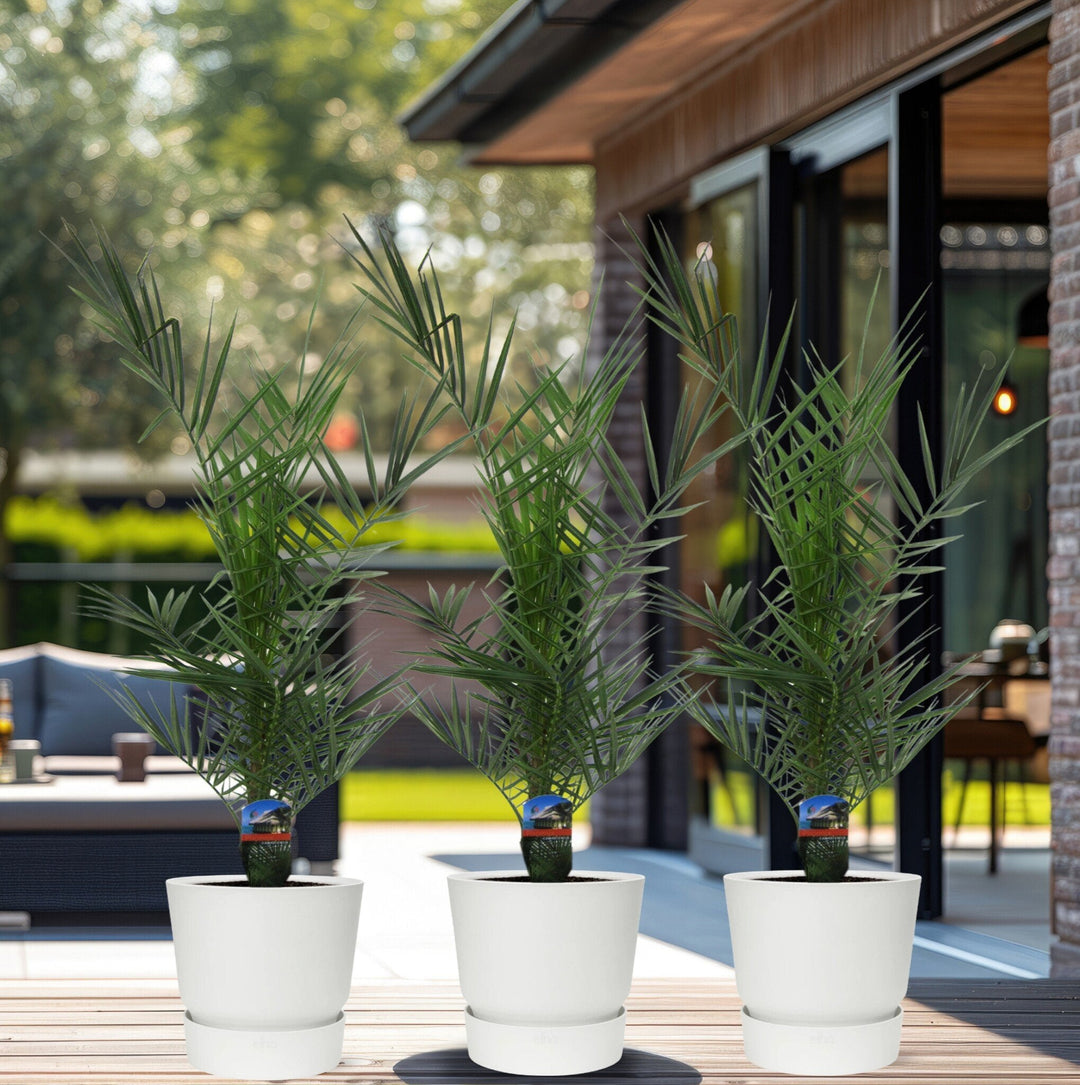 Combideal - 3x Phoenix Canariensis - 80cm - Dadelpalm