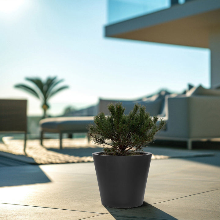 Pinus Mugo Pumilio - 60cm - Acheter une plante d'intérieur