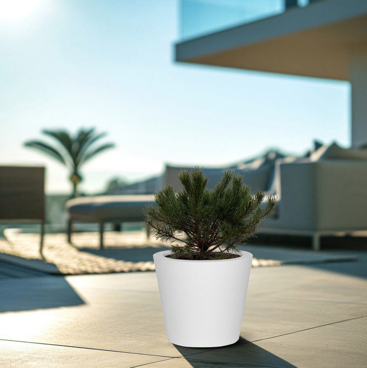 Pinus Mugo Pumilio - 60cm - Acheter une plante d'intérieur