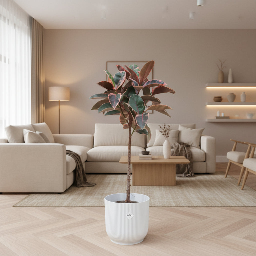 Ficus Elastica Belize op stam - 130cm - Rubberboom