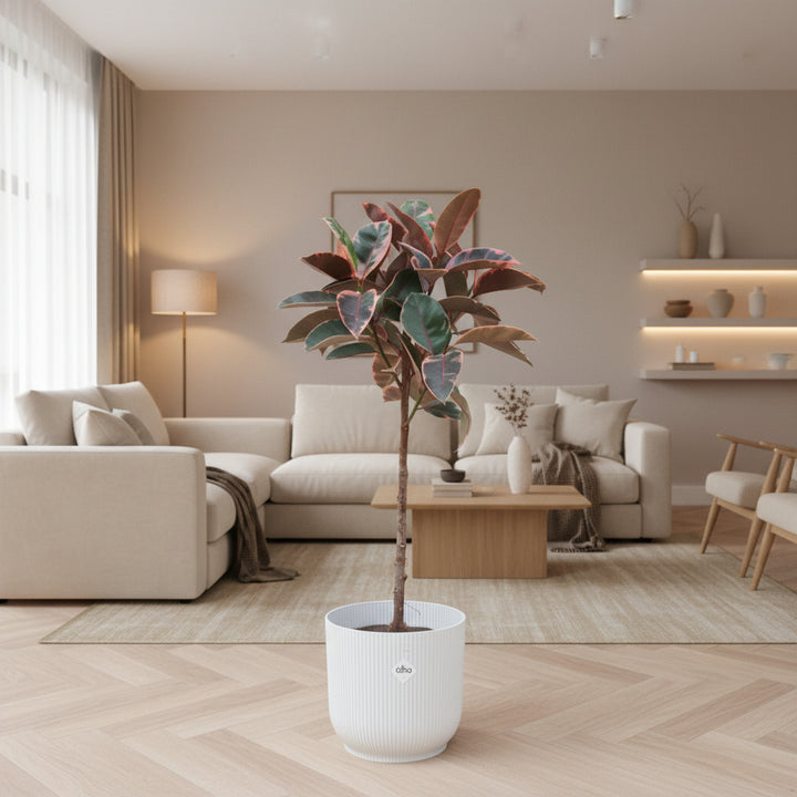 Ficus Elastica Belize op stam - 130cm - Rubberboom