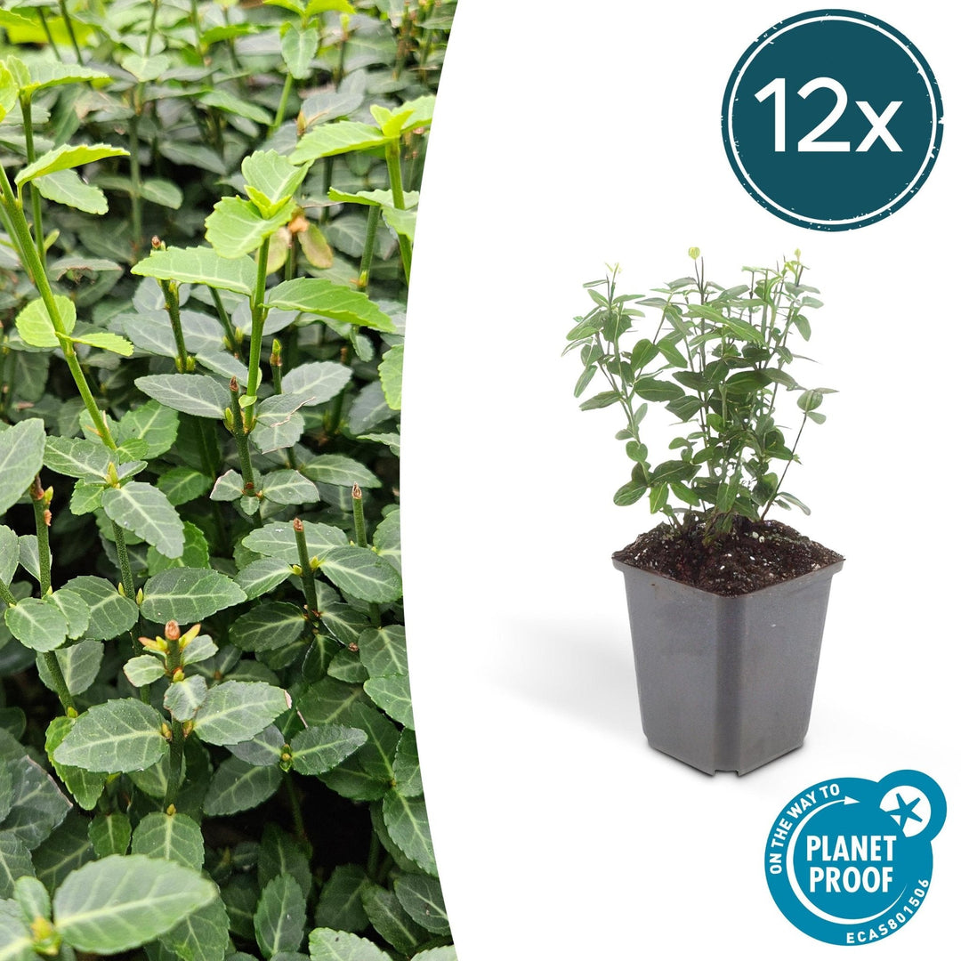Euonymus fortunei radicans - 20cm - Acheter une plante d'intérieur