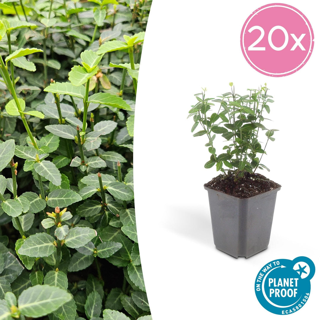 Euonymus fortunei radicans - 20cm - Acheter une plante d'intérieur