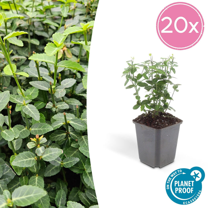 Euonymus fortunei radicans - 20cm - Acheter une plante d'intérieur