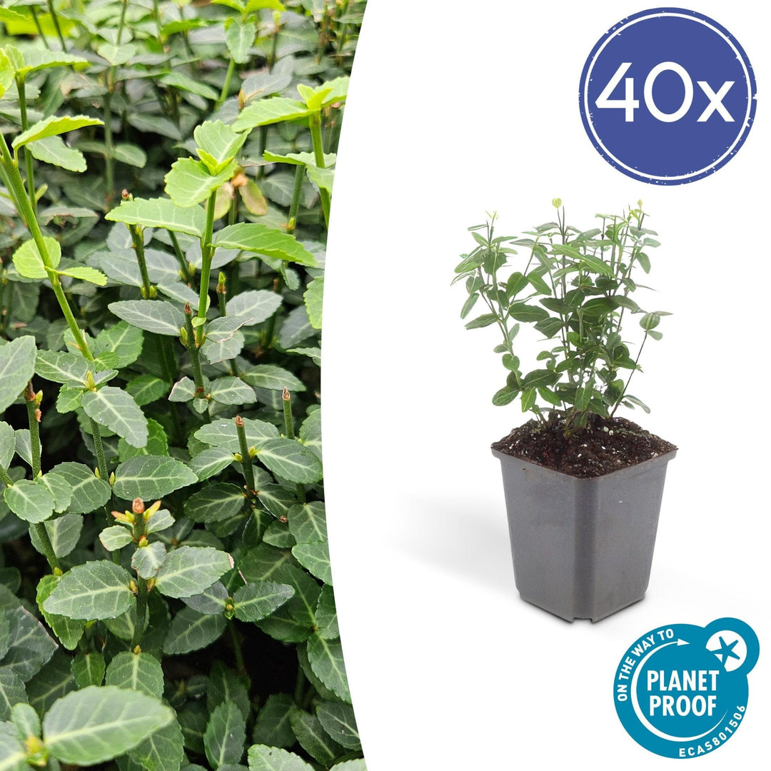 Euonymus fortunei radicans - 20cm - Acheter une plante d'intérieur