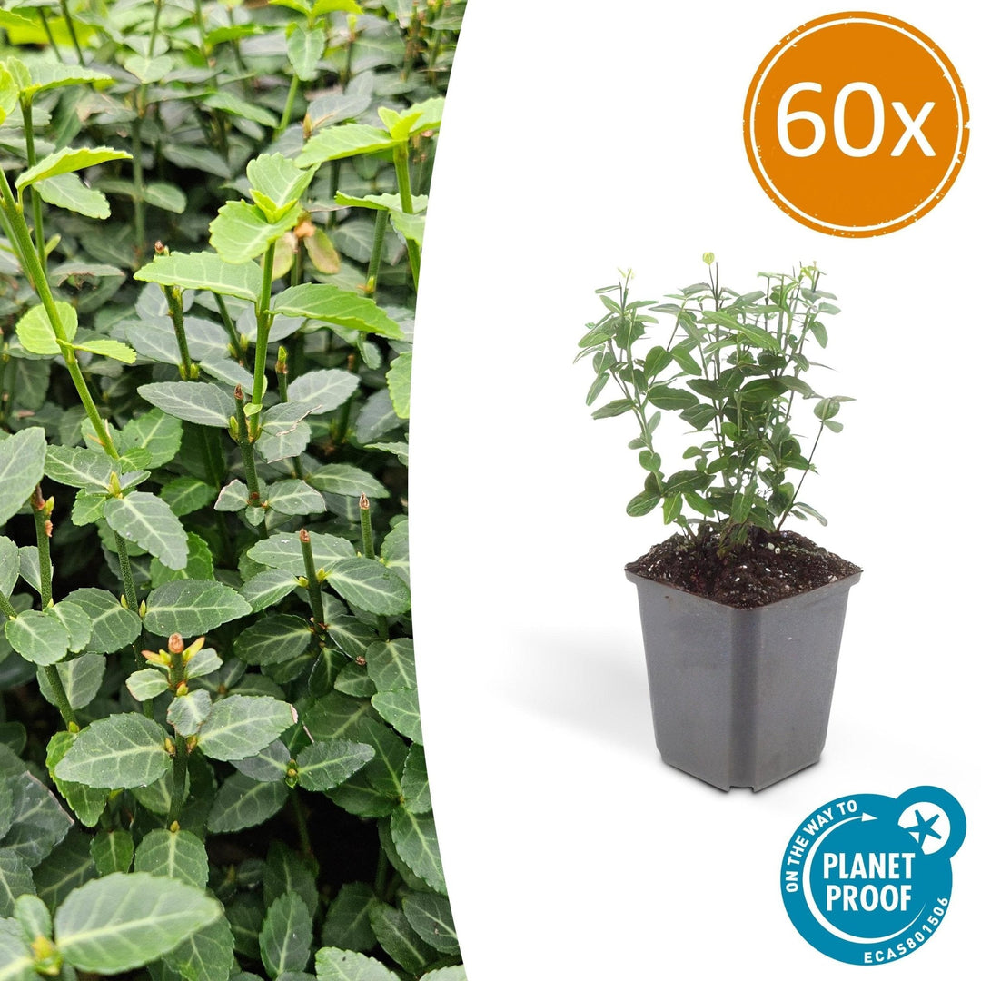 Euonymus fortunei radicans - 20cm - Acheter une plante d'intérieur
