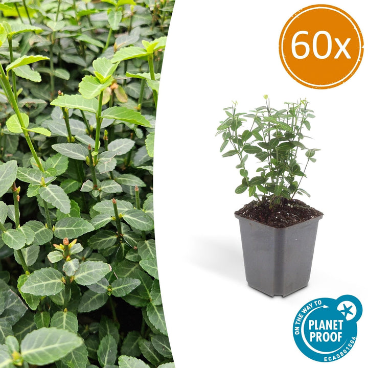Euonymus fortunei radicans - 20cm - Acheter une plante d'intérieur