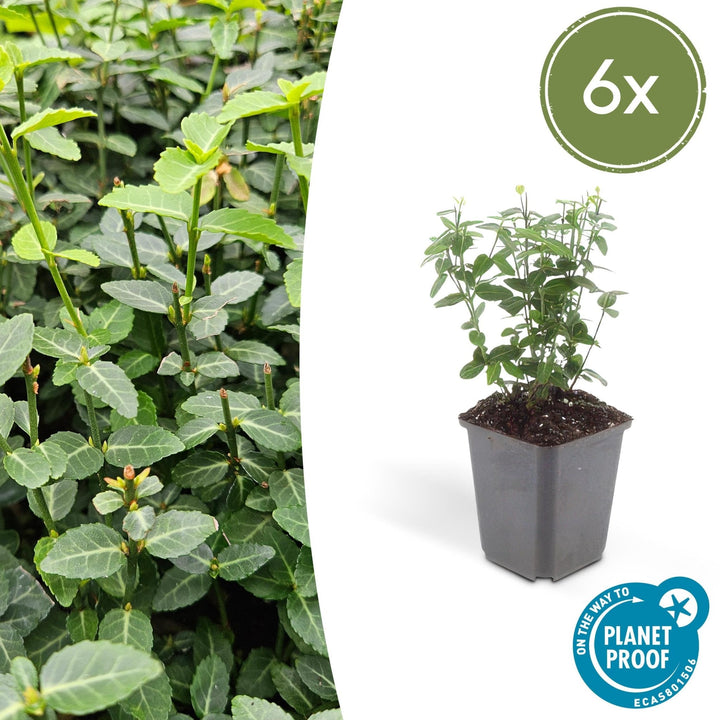 Euonymus fortunei radicans - 20cm - Acheter une plante d'intérieur