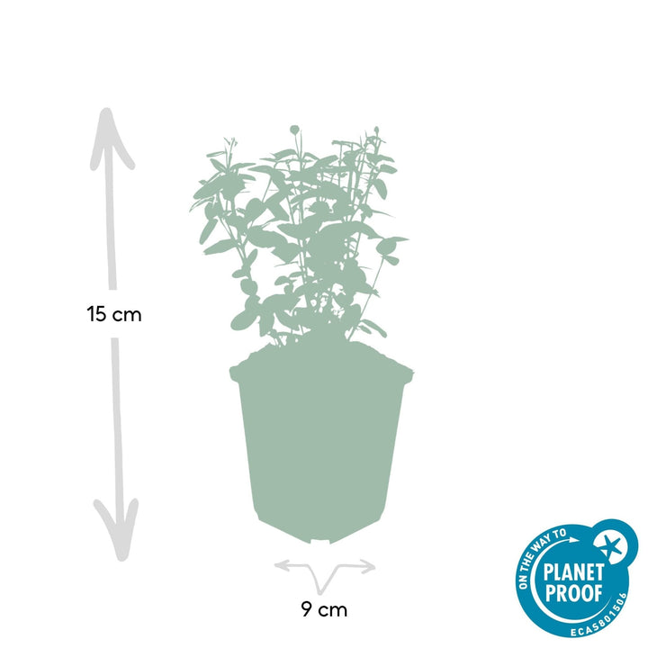 Euonymus fortunei radicans - 20cm - Acheter une plante d'intérieur