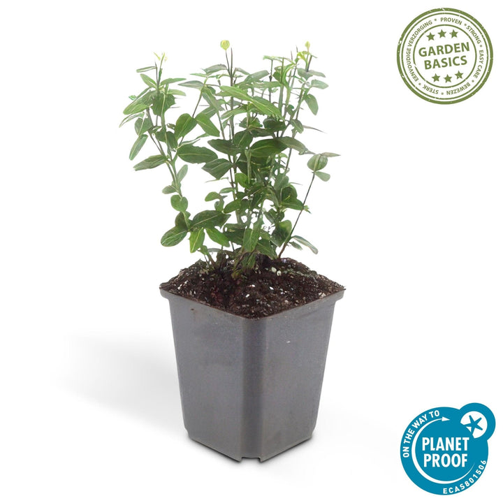 Euonymus fortunei radicans - 20cm - Acheter une plante d'intérieur