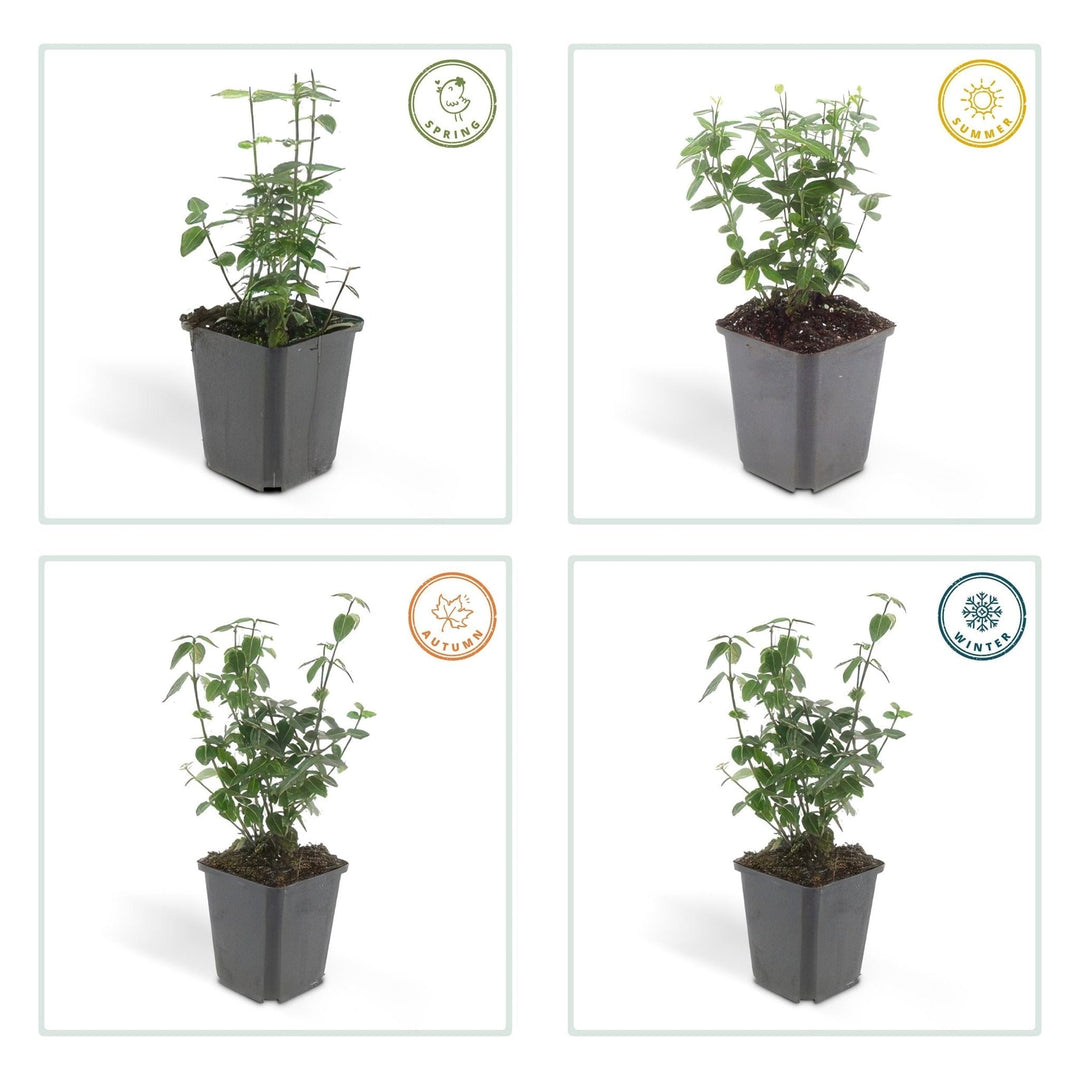 Euonymus fortunei radicans - 20cm - Acheter une plante d'intérieur