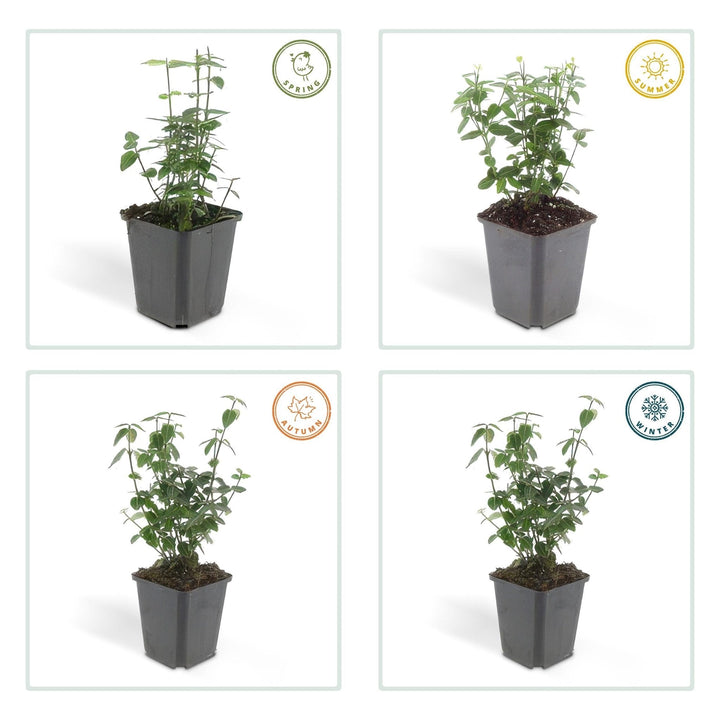 Euonymus fortunei radicans - 20cm - Acheter une plante d'intérieur