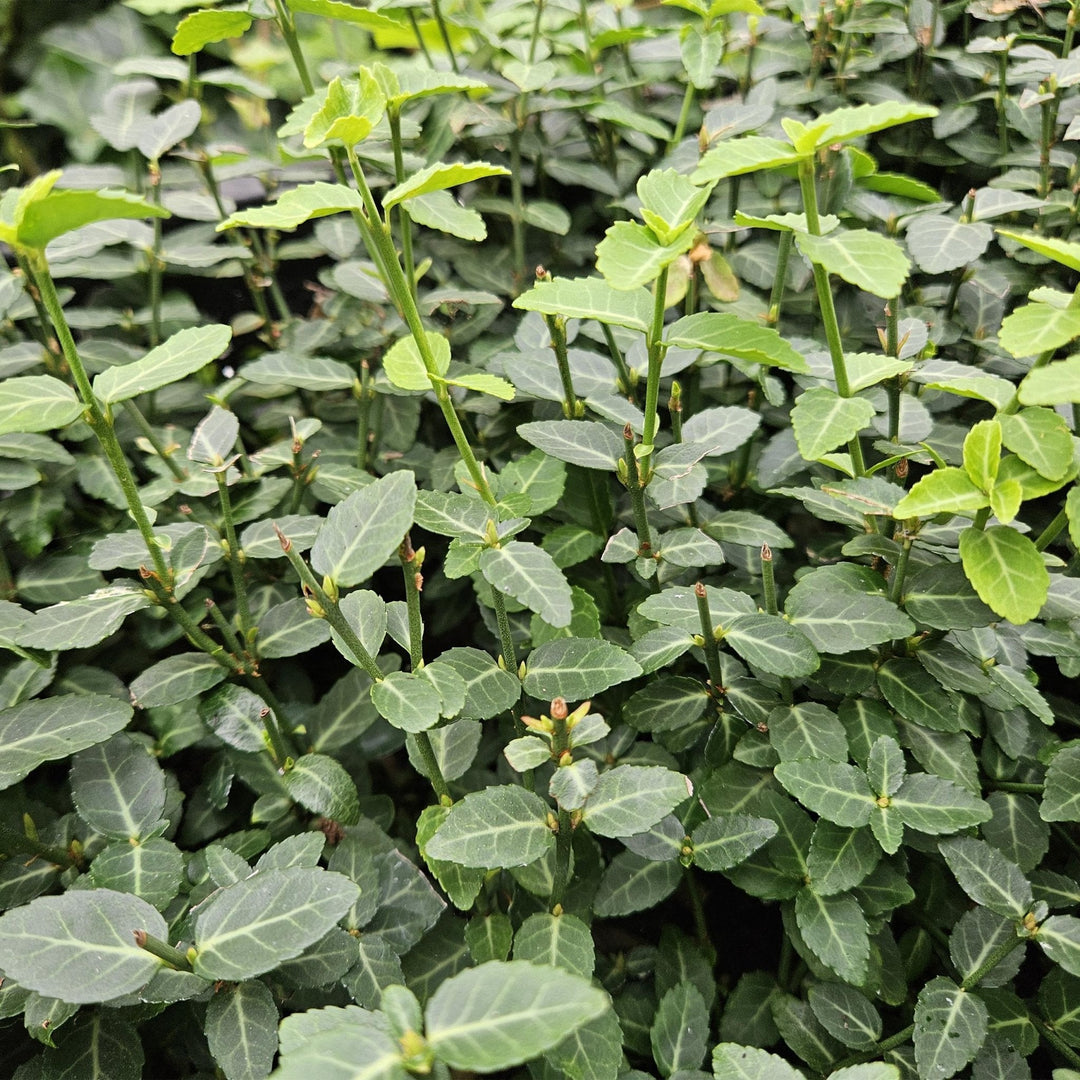 Euonymus fortunei radicans - 20cm - Acheter une plante d'intérieur