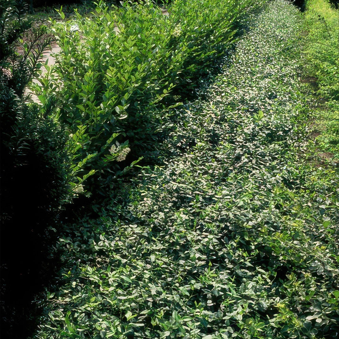 Euonymus fortunei radicans - 20cm - Acheter une plante d'intérieur