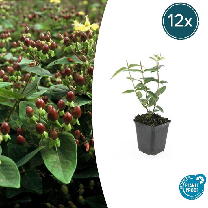 Hypericum Inodorum 'Rheingold' - 20cm - Kamerplant Kopen