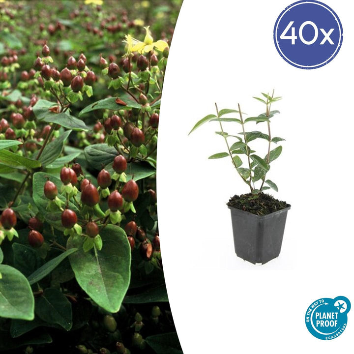 Hypericum Inodorum 'Rheingold' - 20cm - Kamerplant Kopen