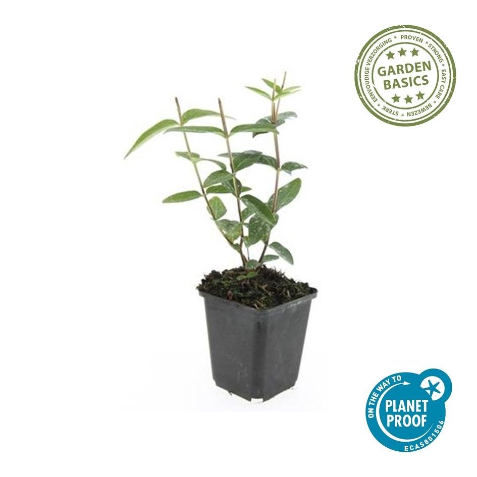Hypericum Inodorum 'Rheingold' - 20cm - Kamerplant Kopen