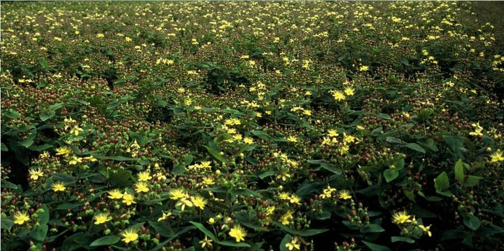 Hypericum Inodorum 'Rheingold' - 20cm - Kamerplant Kopen