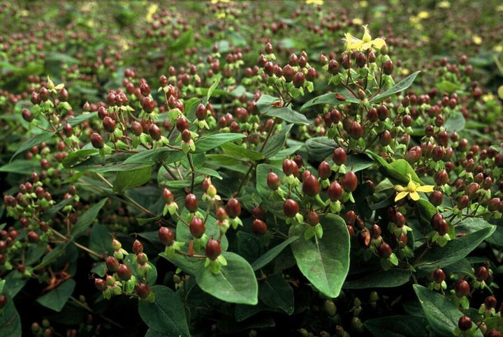 Hypericum Inodorum 'Rheingold' - 20cm - Kamerplant Kopen