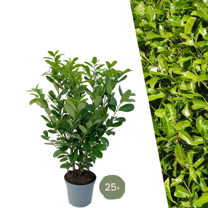 Laurier-cerise Rotundifolia grande pour 10 mètres de haie - 130cm