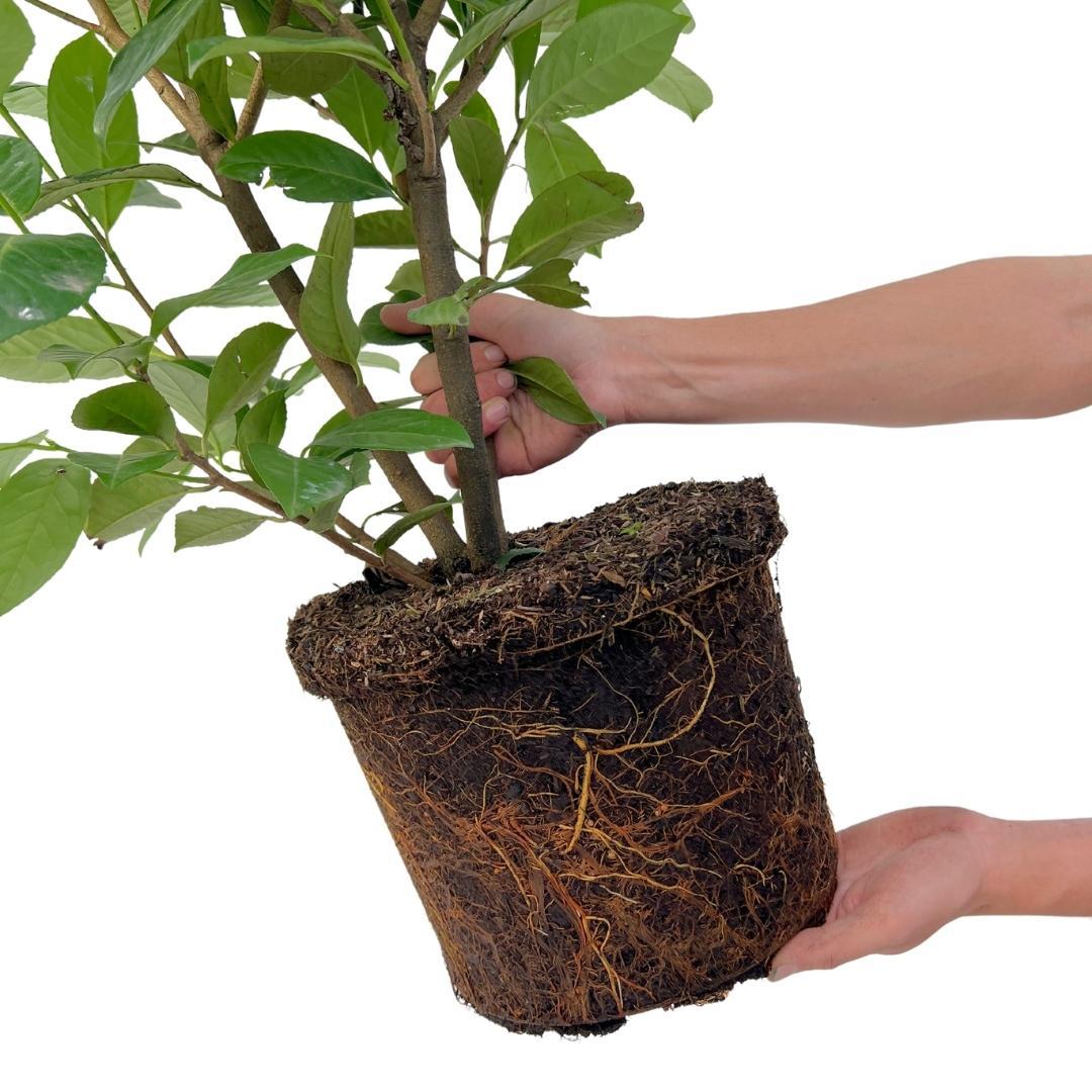 Laurier-cerise Rotundifolia grande pour 10 mètres de haie - 130cm