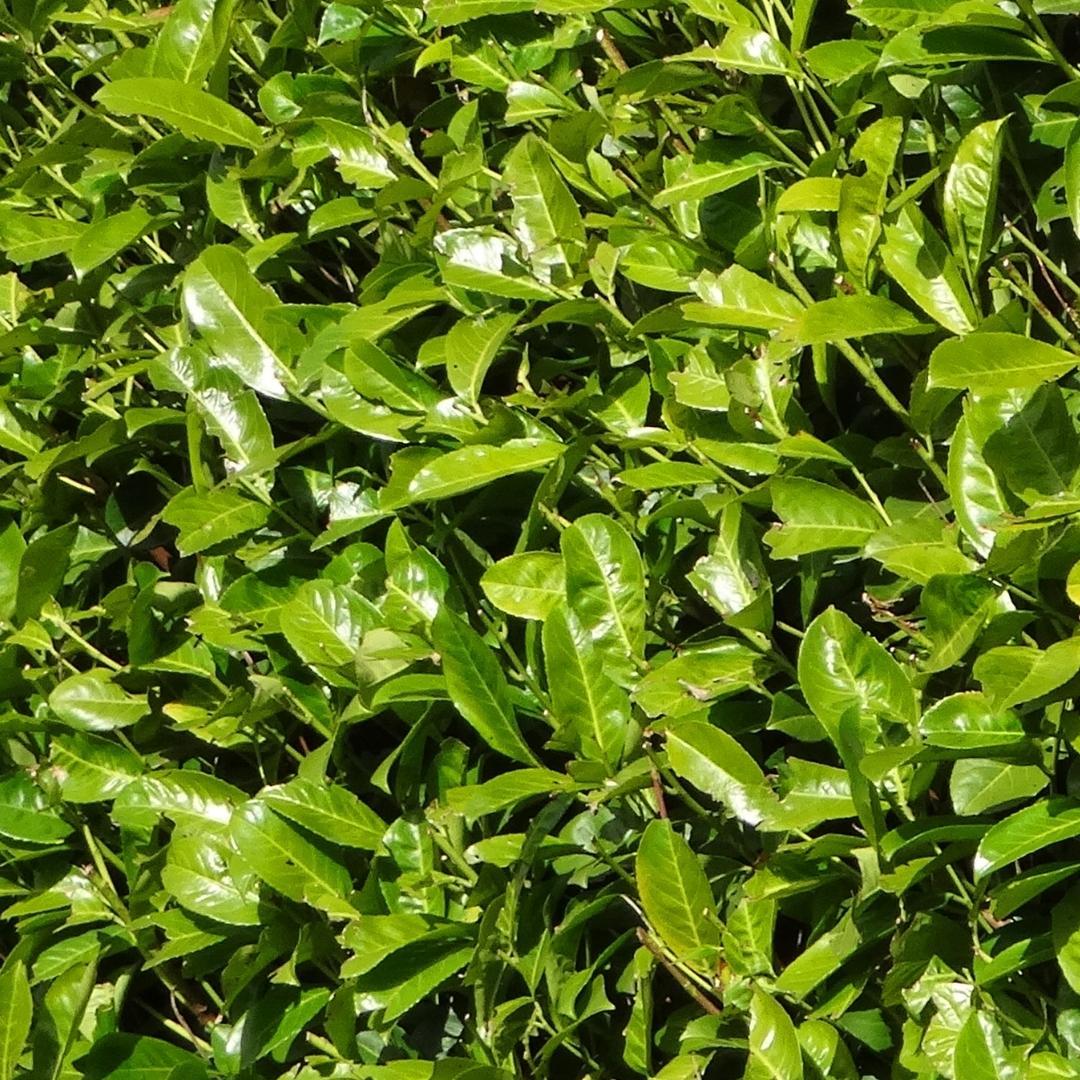 Laurier-cerise Rotundifolia grande pour 10 mètres de haie - 130cm