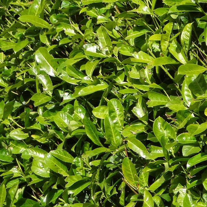 Laurier-cerise Rotundifolia grande pour 10 mètres de haie - 130cm