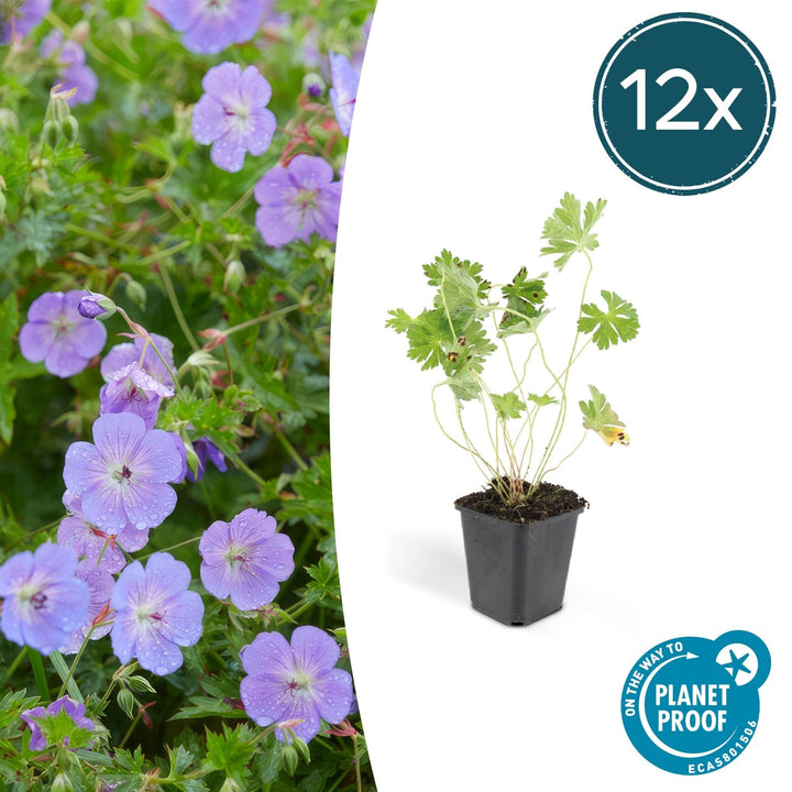 Géranium Rozanne - 20cm - Acheter une plante d'intérieur