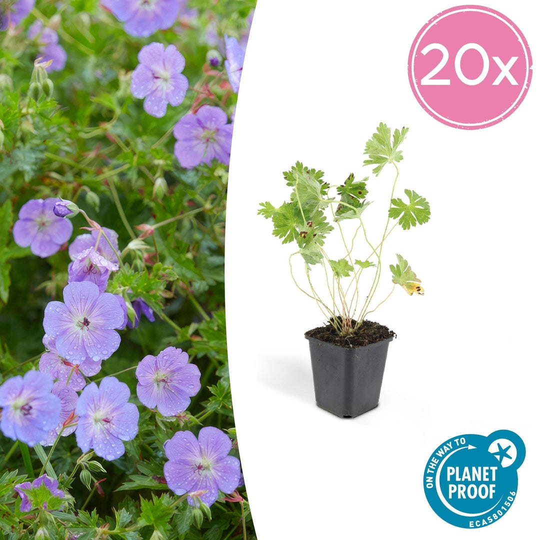 Géranium Rozanne - 20cm - Acheter une plante d'intérieur