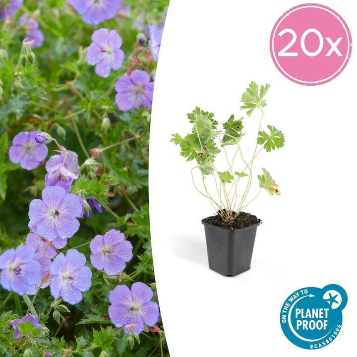 Géranium Rozanne - 20cm - Acheter une plante d'intérieur