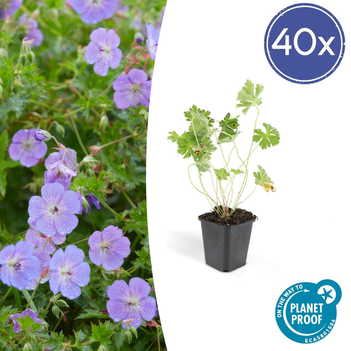 Géranium Rozanne - 20cm - Acheter une plante d'intérieur