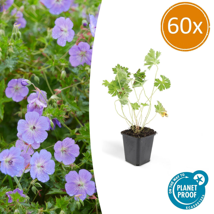 Géranium Rozanne - 20cm - Acheter une plante d'intérieur